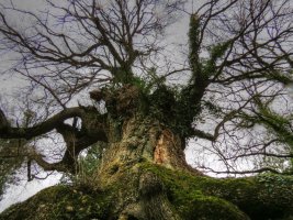 Quercus faginea Lam.