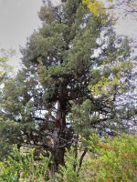 Juniperus oxycedrus L.