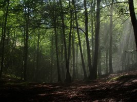 Karramiztegiko basoa