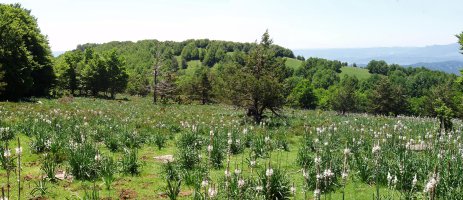 Motxorro Erremendiako bidetik