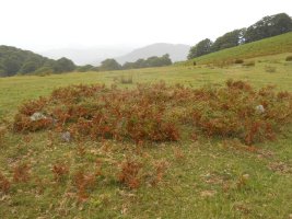 Ixtauzeko lepoko harrespila 1