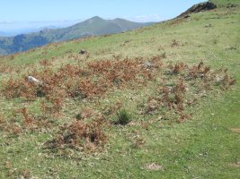 Ixtauzeko lepoko harrespila 1