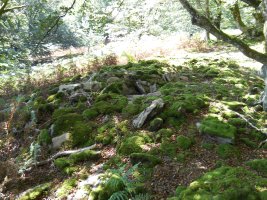 Abrakuko Zelaiko trikuharria