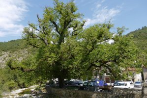 Gardeko intxaurrondoa