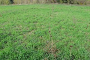 Gurutzeondo trikuharria egondako soroa, Udabe