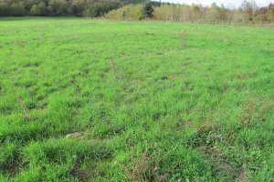 Gurutzeondo trikuharria egondako soroa, Udabe