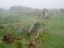 Kalamua 2 trikuharria