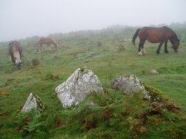 Kalamua 2 trikuharria