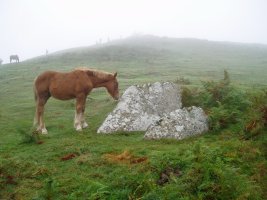 Kalamua 2 trikuharria