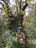 Jauntsarasko haritza