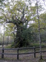 Jauntsarasko haritza