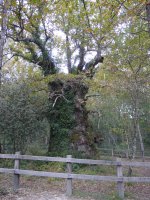 Jauntsarasko haritza