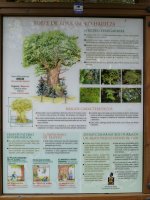 Jauntsarasko haritza