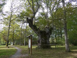 Jauntsarasko haritza