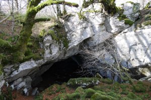 Otsoita koba, Aralar