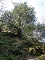 Behorbarroteko hagina, Pagoeta