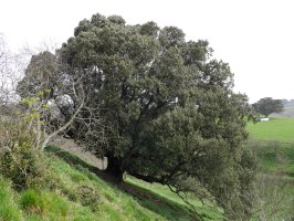 Aizarnazabalgo artea