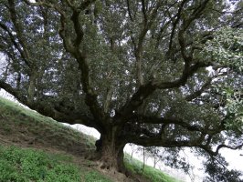 Aizarnazabalgo artea