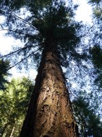 Albizturko Douglas izeia