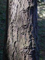 Albizturko Douglas izeia, enborra