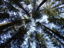 Albiztuko Douglas izeiak