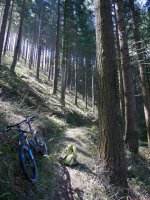 Albiztuko Douglas izeia