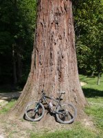 Monterroneko sekuoia(2), Arrasate