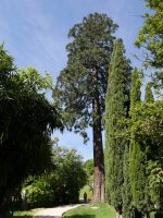 Monterroneko sekuoia (2), Arrasate