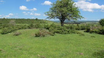 Kisuerreka tumulua, Urbasa