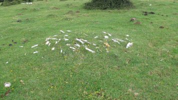 Pedrotxiki ipar tumulu 6, Urbasa