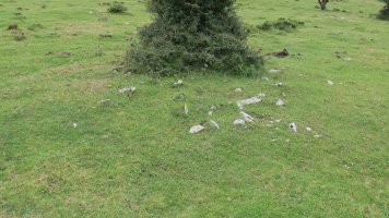 Pedrotxiki ipar tumulu 8, Urbasa