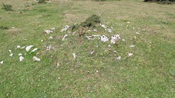 Andasarri tumulua, Limitaciones