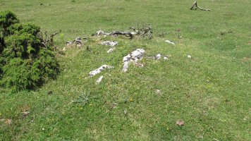 Txintxaleze 2 mendebalde tumulua, Urbasa