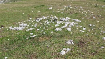 Atauko Mendatea 8 tumulua, Entzia