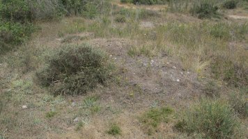 Artebalsa tumulua 4, Zigoitia