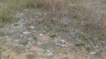 Artebalsa tumulua 12, Zigoitia