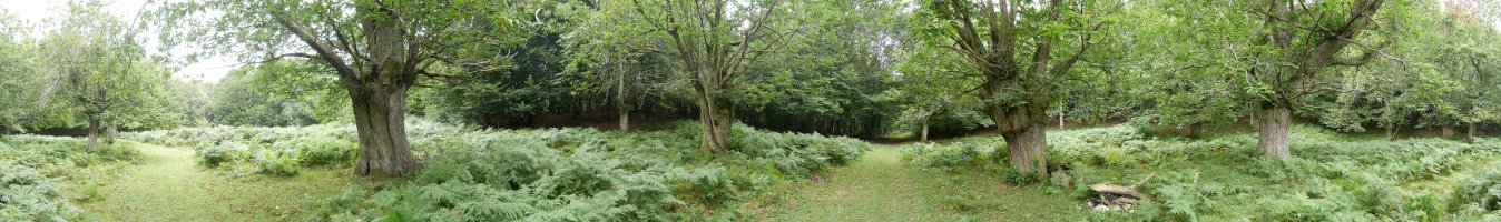 Gaztainondo zaharrak