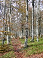Tontorrerako bidea pagadian barrena