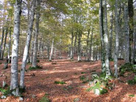 Tontorraren inguruak