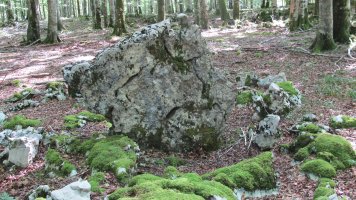 Bentakeita zutarria, Urbasa