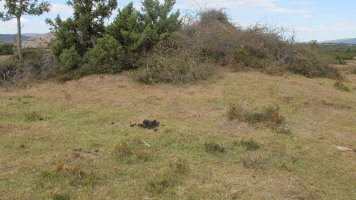 Portillo de Eza 1 tumulua, Badaia mendikatea