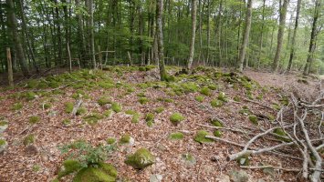 Baiarnegi trikuharria