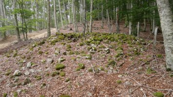 Baiarnegi trikuharria