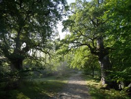 Haritz zaharrak Uharte-Arakil aldeko igoeran