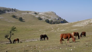 Legaireko larreak, Hegoaldeko isurialdean