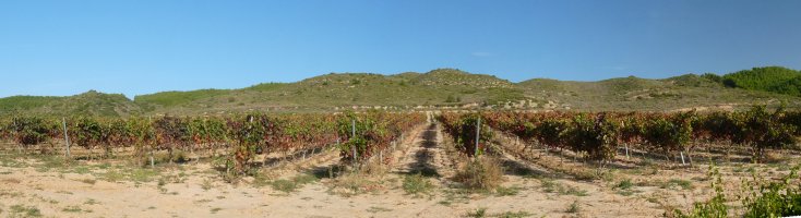 Las Cruceseko gainak, hegoaldeko mahastietatik