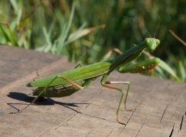 Marisorgina (Mantis religiosa), Jaizkibel