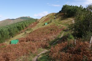 Bizkarreko bidezidorra