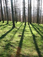 Tontorraren inguruak