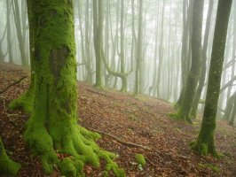 Esnauritzaganako pagadia